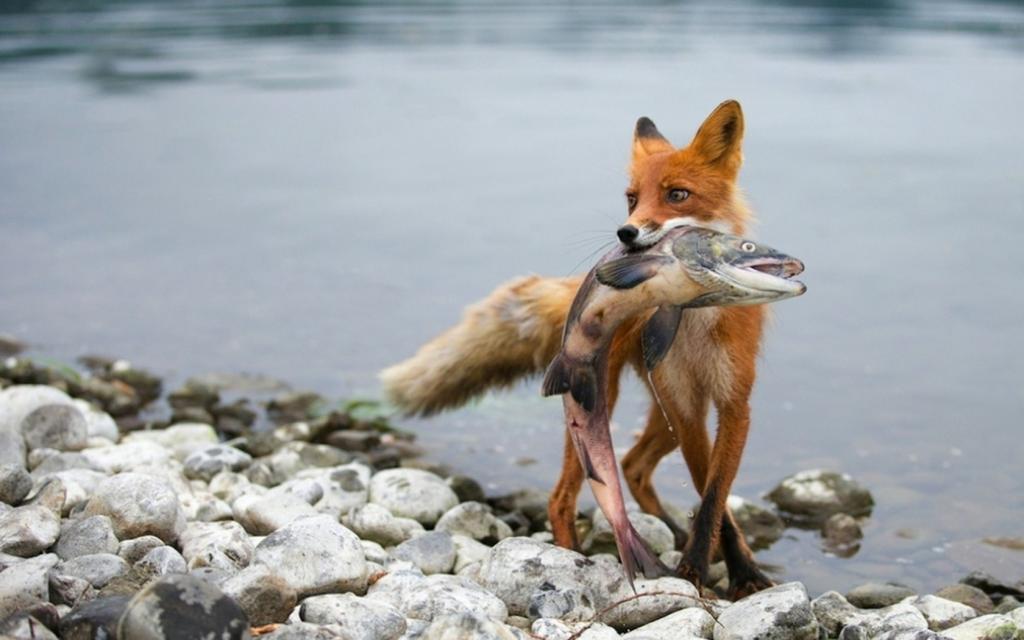 Лиса поймала рыбу