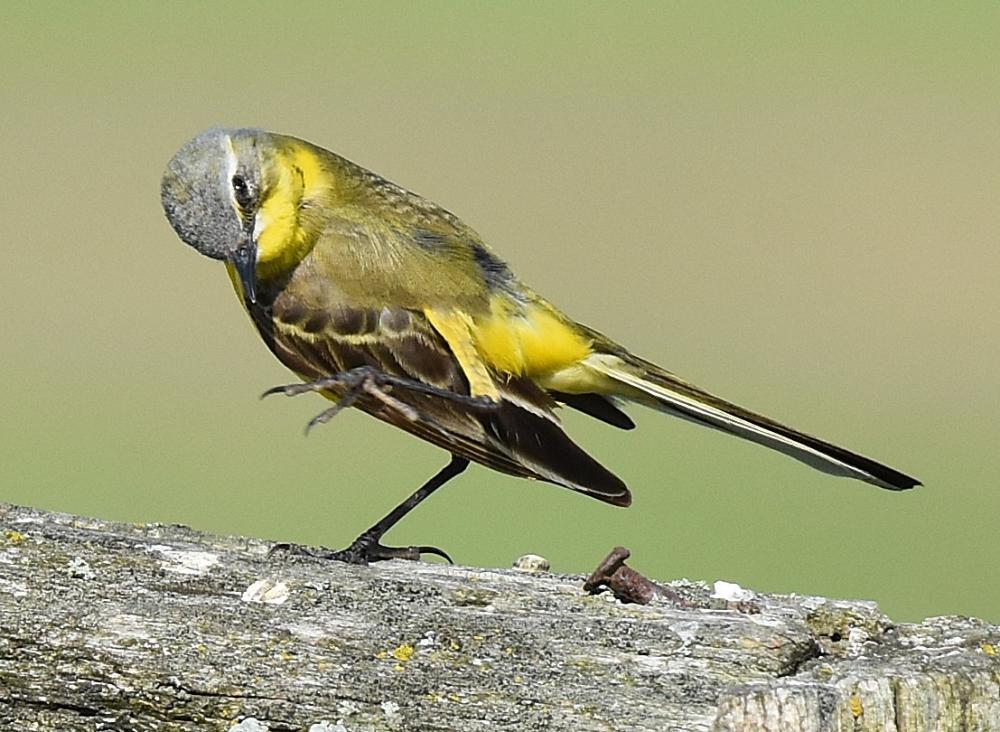 Птицы с желтым оперением фото