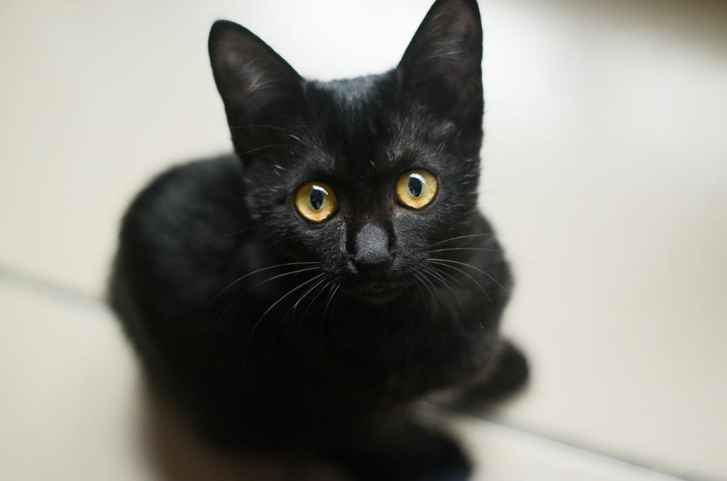 Любопытный черный котик