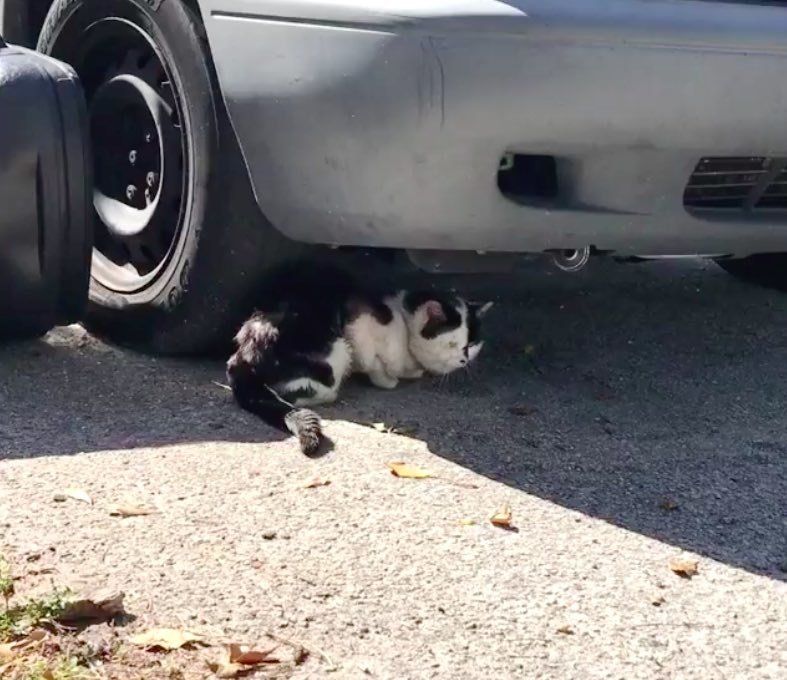 Кот под машиной