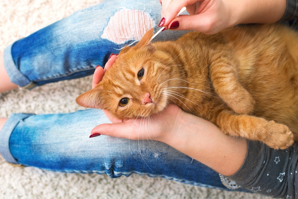 Коту нравится чистить уши