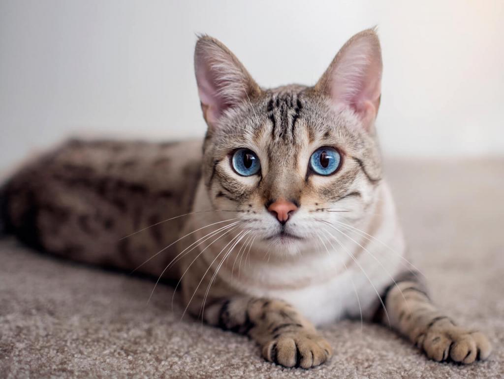 голубоглазая бенгальская кошка