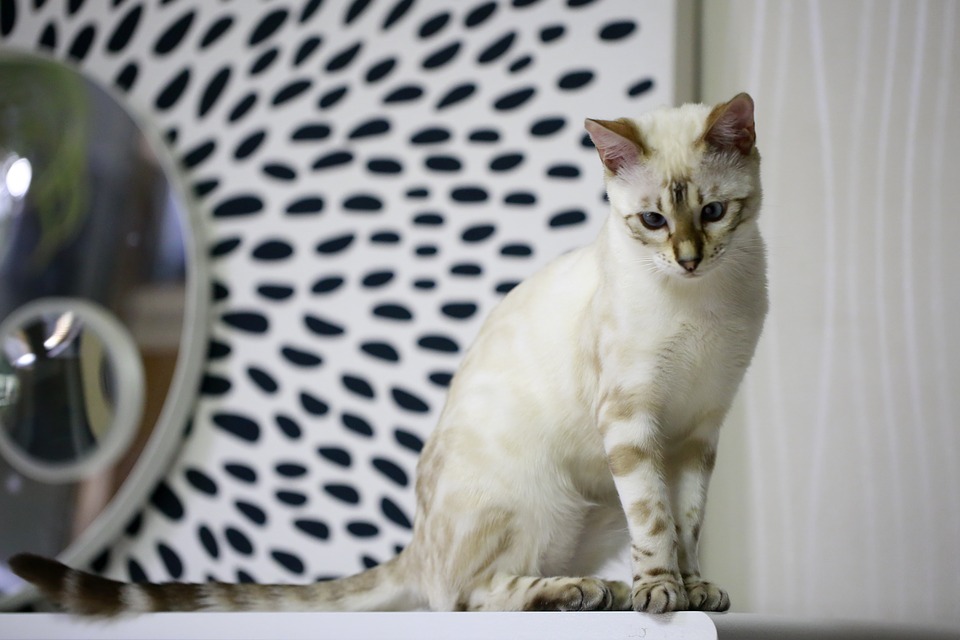 белый бенгальский кот