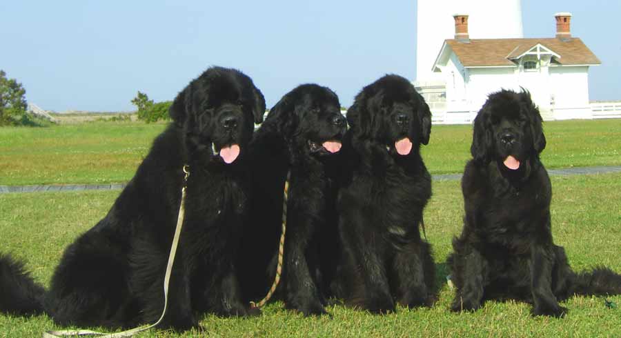 гигантские собаки породы название