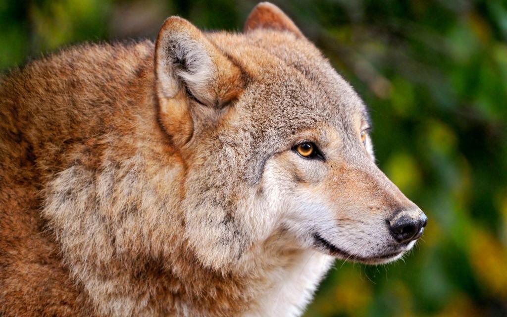 взрослые самцы волка