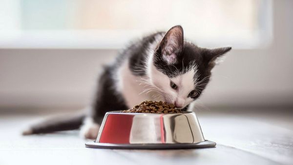 Особенности питания котят