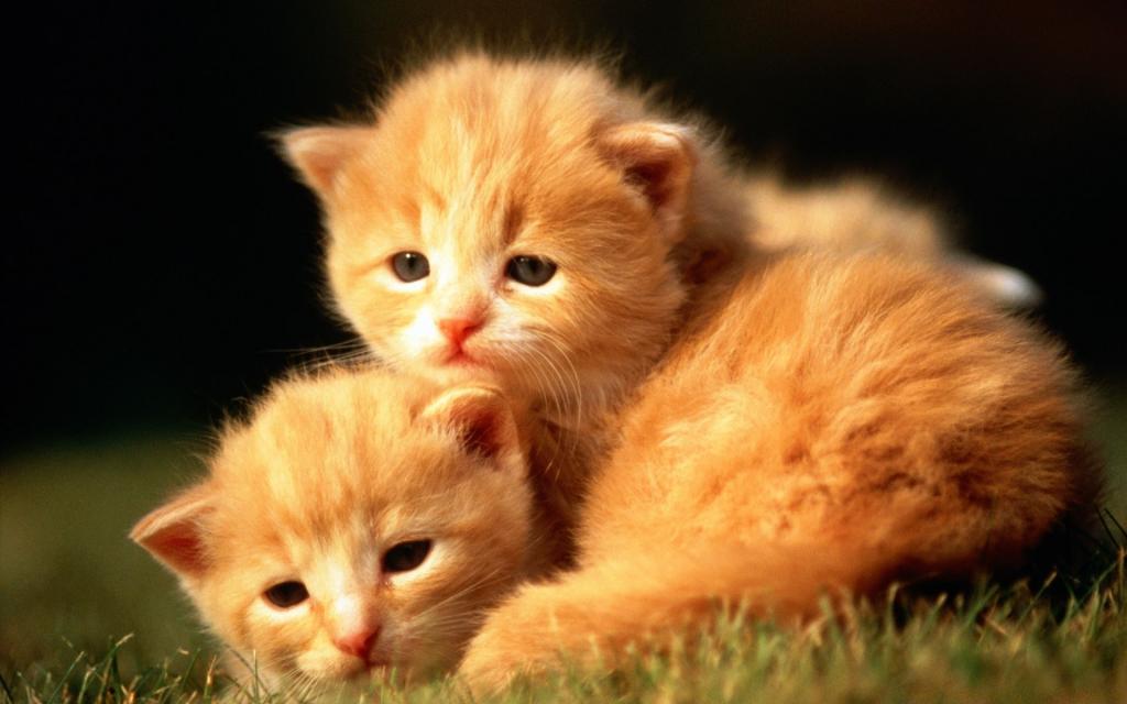 Два рыжих котенка.