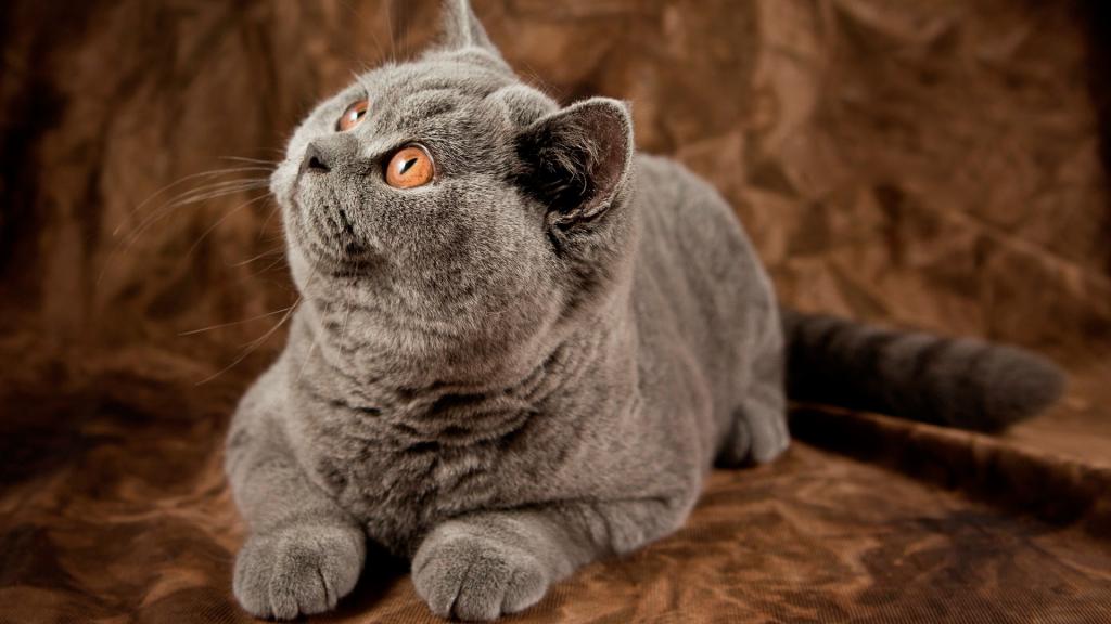 Толстый серый кот.