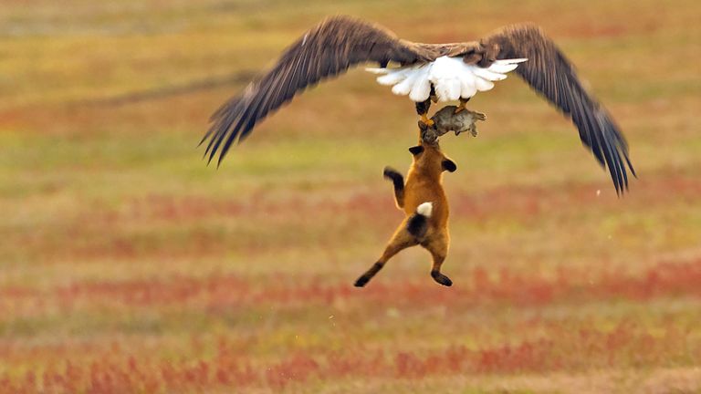 Лиса и орел - борьба за еду