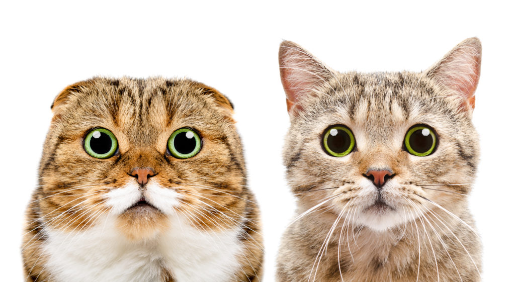 Отличия прямоухих и вислоухих шотландских кошек