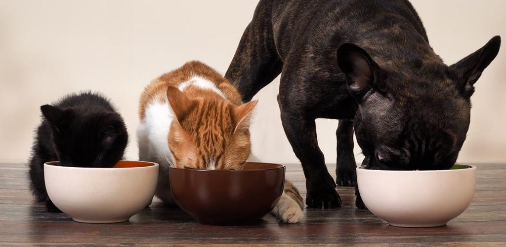 Как выбрать сухой корм для кошки