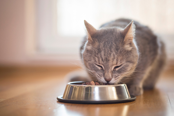 Правила кормления кота сухим кормом