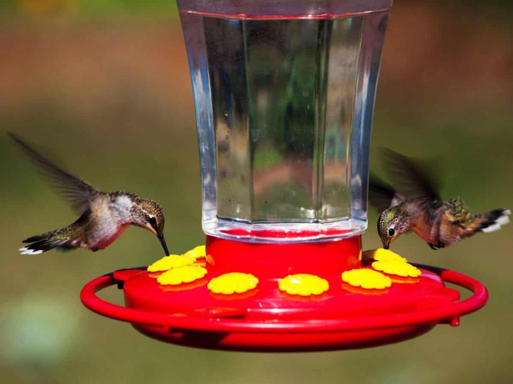Колибри у поилки