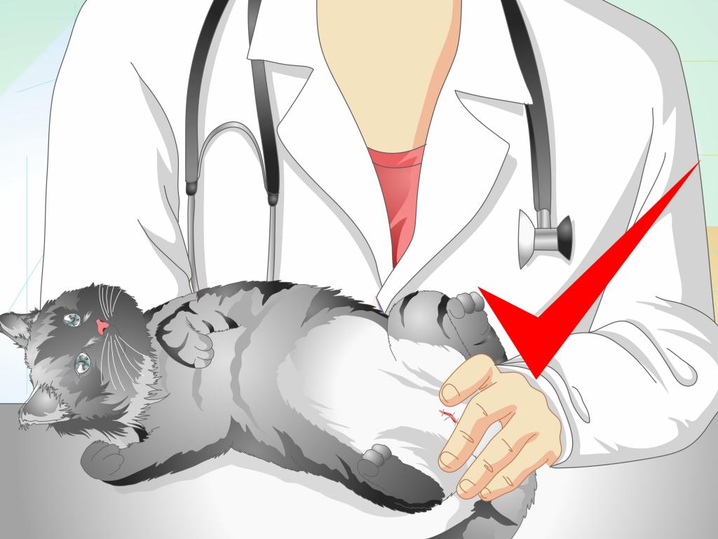 Что происходит в организме стерилизованной кошки