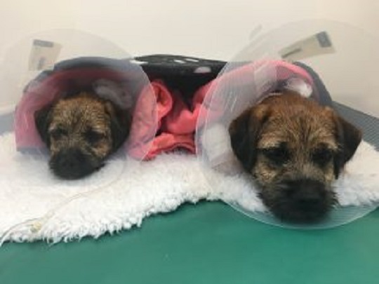 Собаки после операции