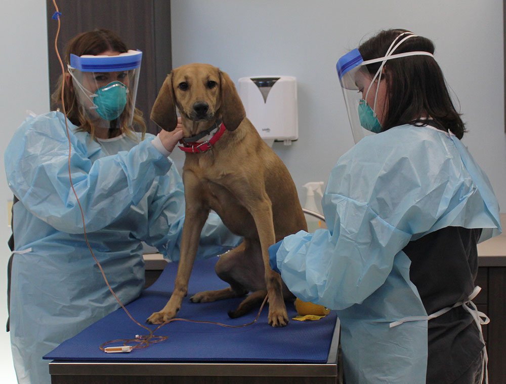 Подготовка собаки к операции