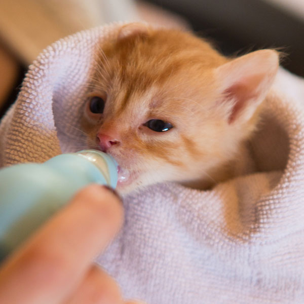 Режим питания новорожденного котенка