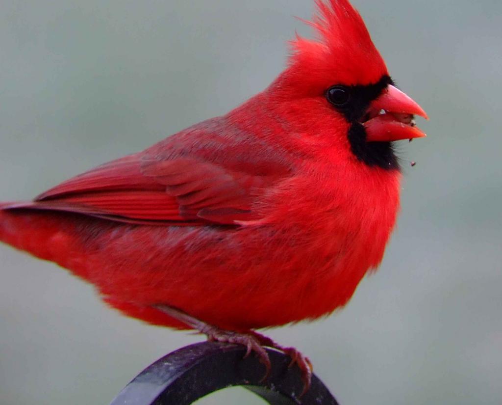 Красный кардинал