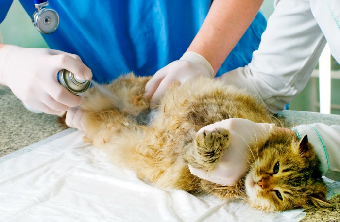 Кот на медицинской процедуре