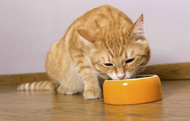 как кормить кота