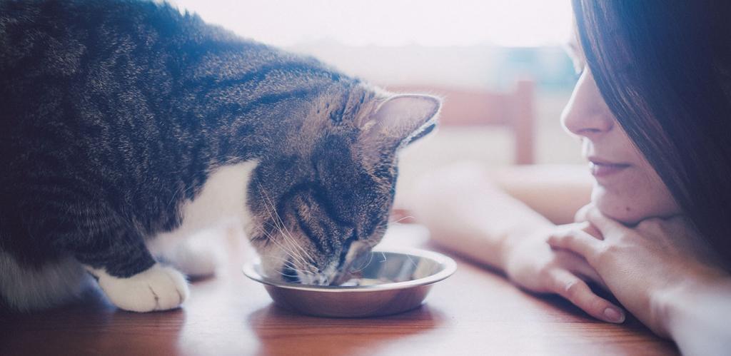 как правильно кормить кошку ветеринар