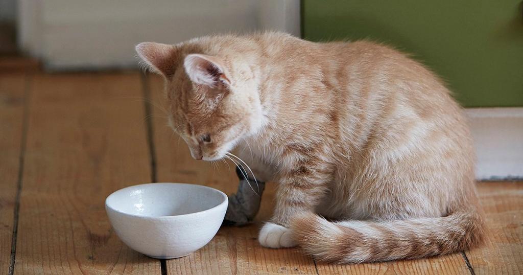 как правильно кормить домашнюю кошку
