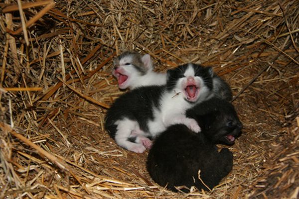 новорожденные персидские котята фото