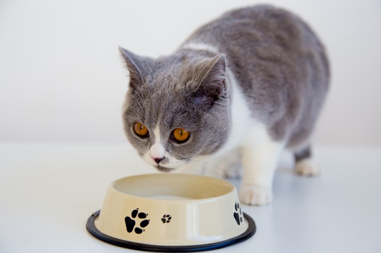 британский котенок как ухаживать чем кормить