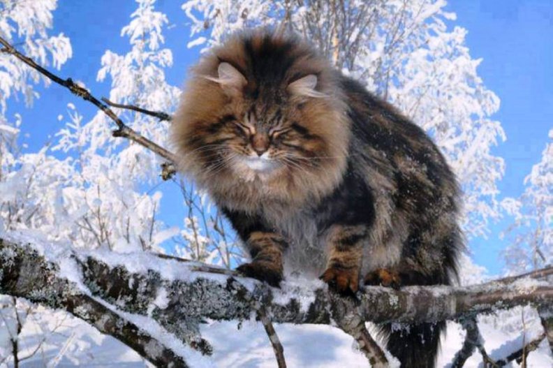Сибирская кошка на природе