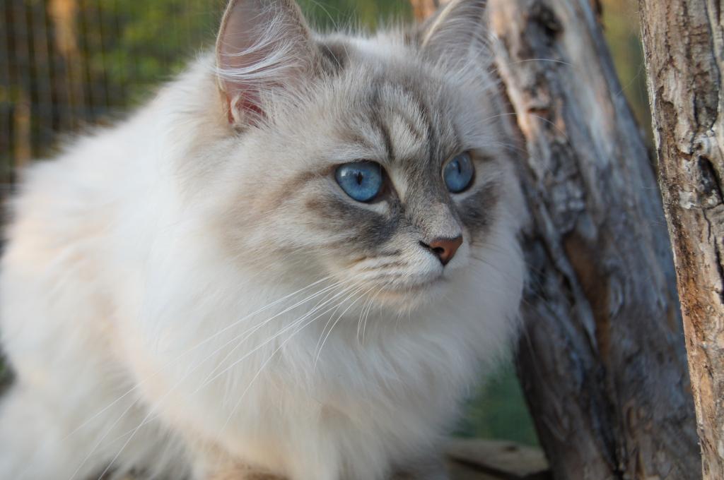 Невская маскарадная кошка (разновидность сибирской)
