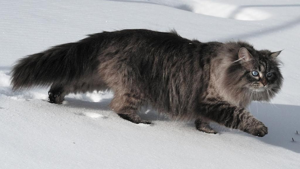 Сибирский кот на снегу