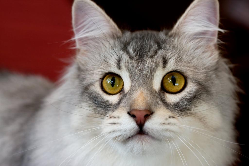 Сибирская кошка с желтыми глазами