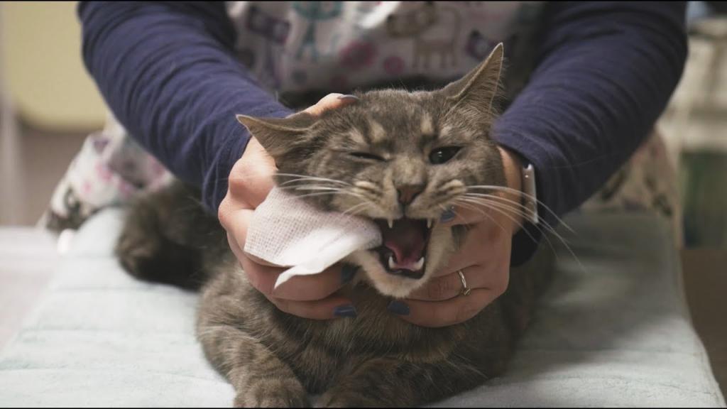 как почистить зубы кошке