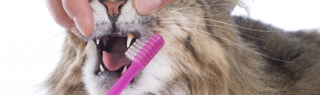 чем почистить зубы кошке в домашних условиях