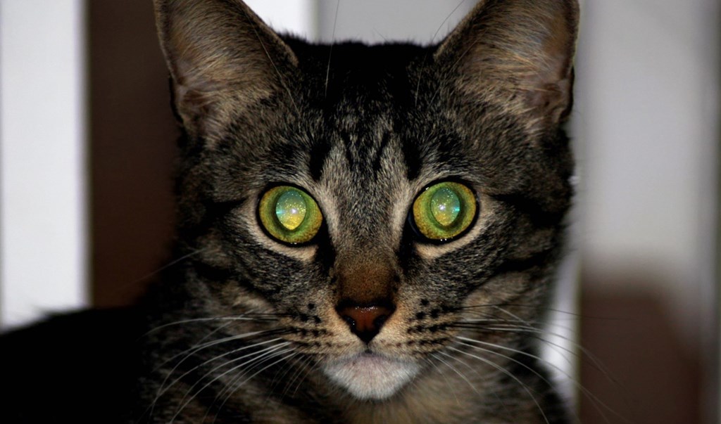 Светящиеся кошачьи глаза