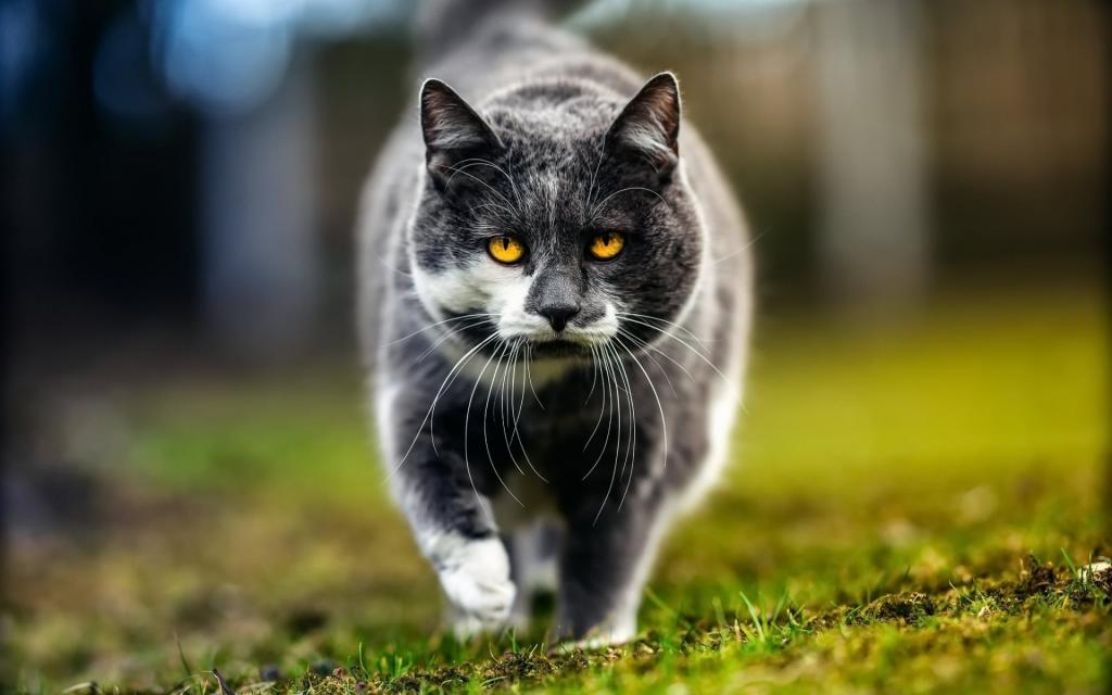 Кот на прогулке