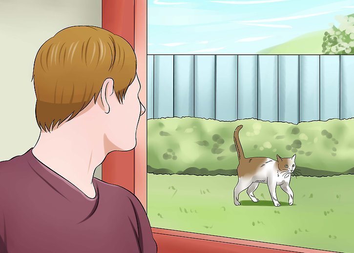 Как поймать дикую кошу во дворе