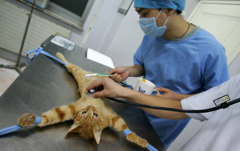Кошка в ходе операции по стерилизации