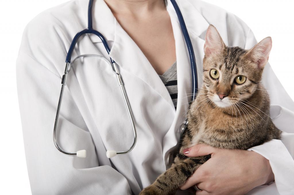 Кошка на руках у ветеринара