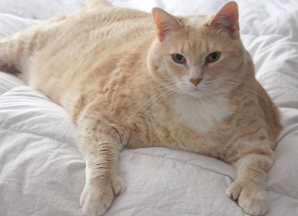Кот с лишним весом
