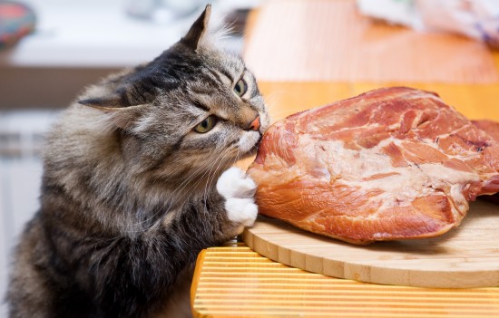 Кошка и копченое мясо