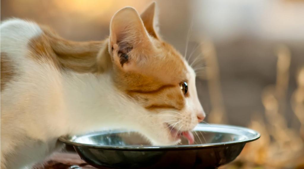 Кошка пьет воду из большой посуды