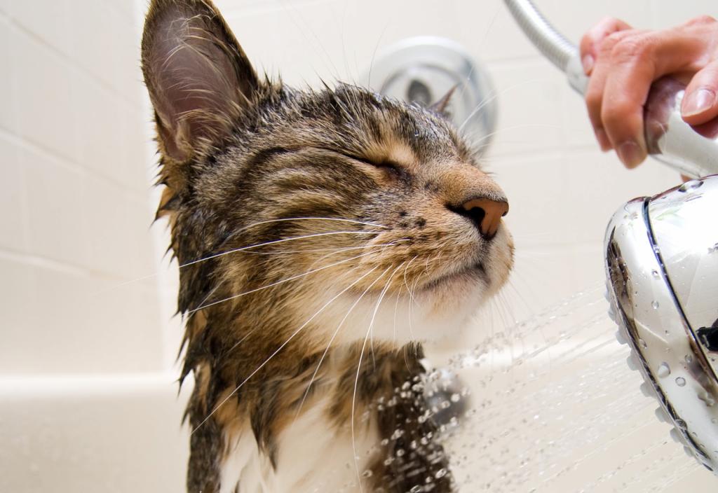 Как помыть кота если он царапается