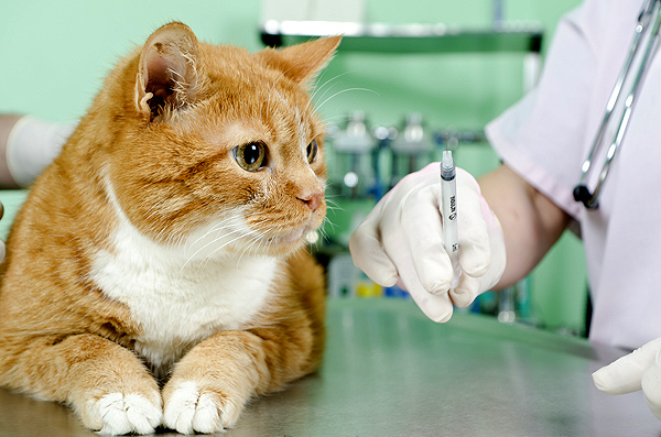 Вакцина для кота