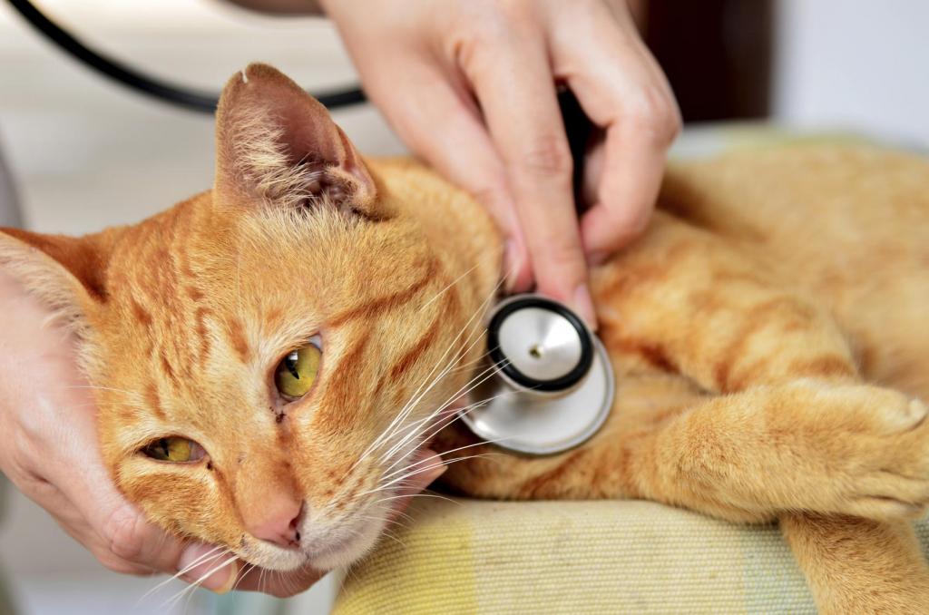 Болеющий кот в ветеринарной клинике