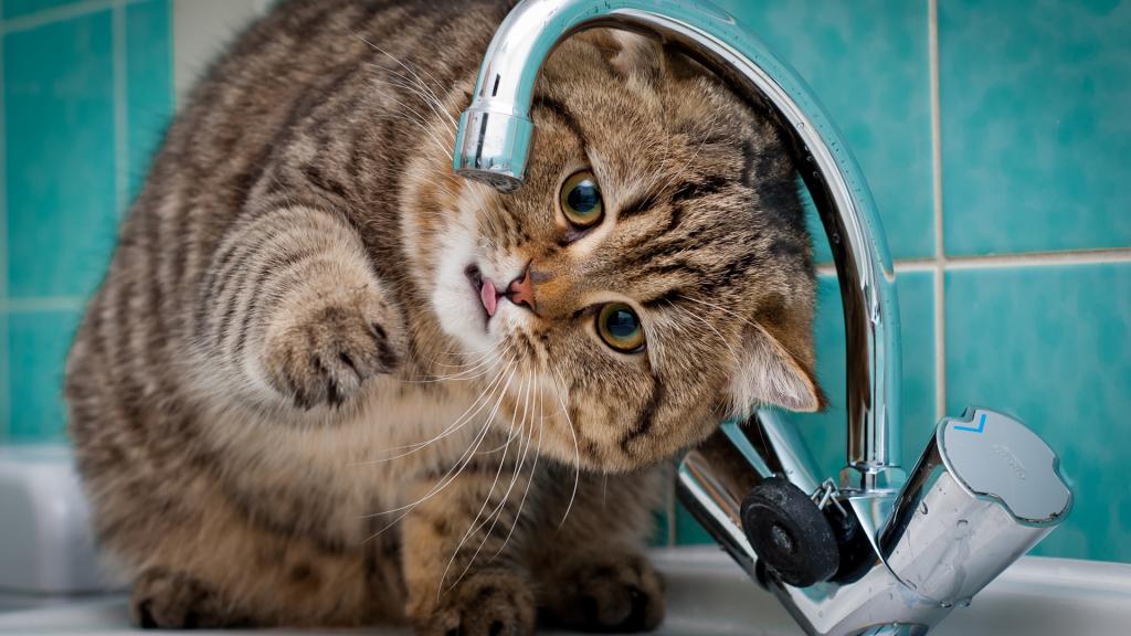 Кот пьет воду из-под крана