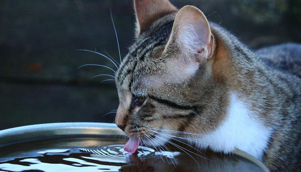 Кот пьет воду из посуды