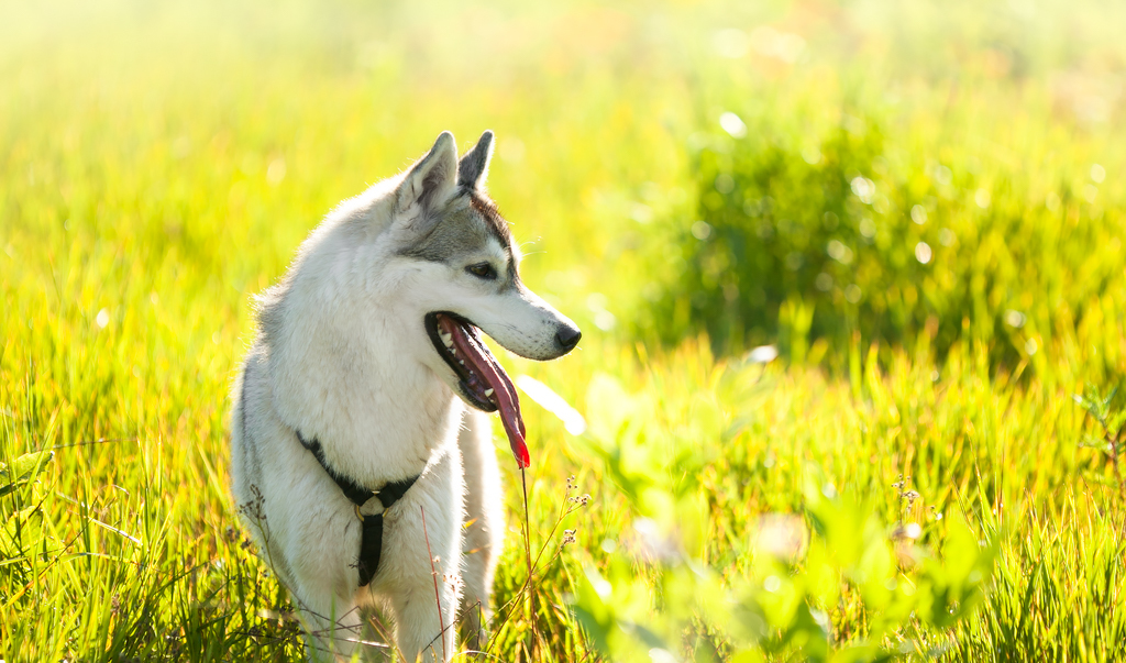 Собака на солнечной поляне