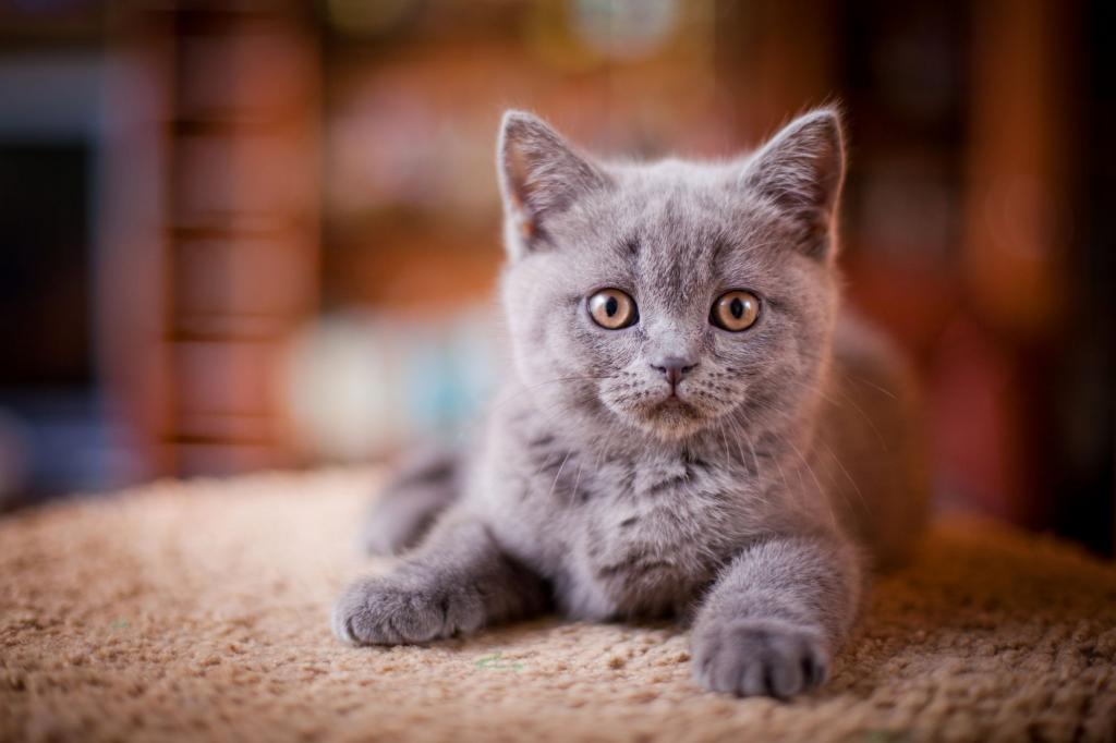 Как назвать котенка-девочку серого цвета: красивые, популярные и редкие  имена для кошек - Animallist.ru