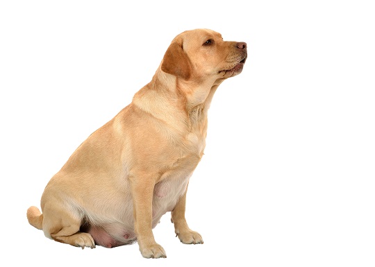 Собака породы лабродор
